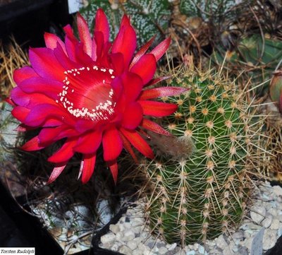 Echinopsis 032.JPG