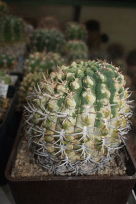 G.pugionacanthum-Fechser-Li.gif