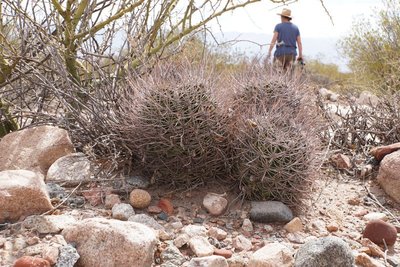 Echinopsis leucantha RB3257 - westl. Palo Blanco, Catamarca 2151m