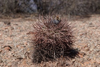 Gymnocalycium schmidianum RB3291 - RP11 Costa de Reyes, Catamarca 1440m