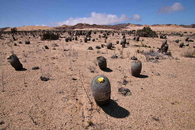 Copiapoa columna alba