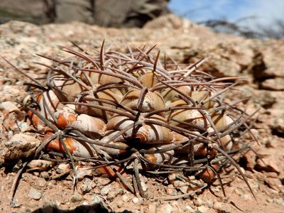 Gymnocalycium glaucum RB3248 - RN60 12km südöstl. Copacabana, Catamarca 1063m