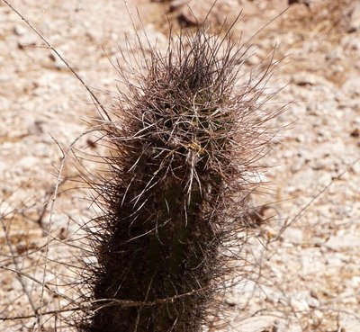 Echinopsis leucantha RB3254 - RN60 zwischen Copacabana und La Puntil, Catamarca 1150m