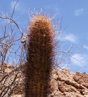 Echinopsis leucantha RB3252 - RN60 12km südöstl. Copacabana, Catamarca 1063m