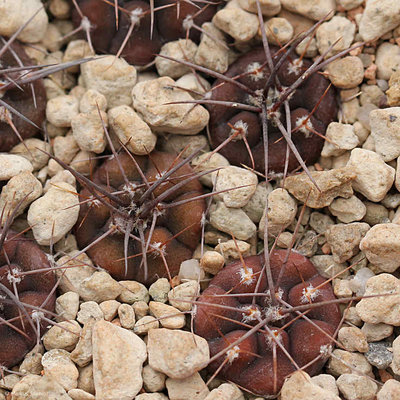 VoS_14-1773_Gymnocalycium_castellanosii_detail_1].JPG