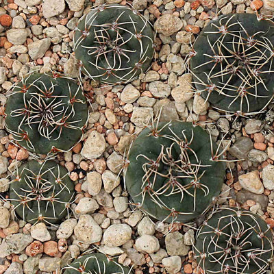 VoS_13-1308_Gymnocalycium_campestre.JPG