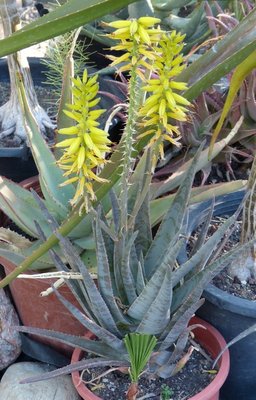 Aloe dichotoma  x Aloe vera (410x640).jpg