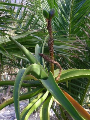 Aloe barberae (480x640).jpg