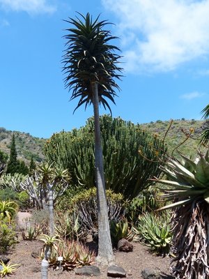 Aloe barberae 3 (480x640).jpg