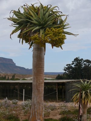 125a,SA,Aloe pillansii (480x640).jpg