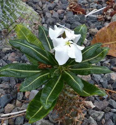 Pachypodium ambogense Blüten (740x800).jpg