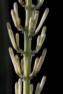 Sansevieria cylindrica 1, WB20171122 134818.jpg