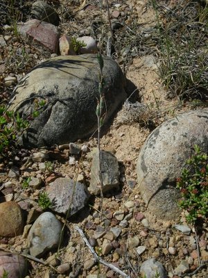 348,Haworthia bayeri mit Blüte.JPG