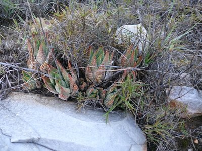 651,SA,Haworthia fasciata f.browniana (640x480).jpg