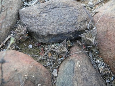 699,SA,Haworthia nigra.JPG