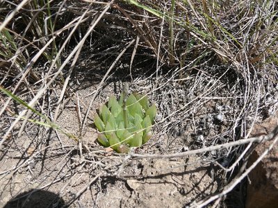 784,SA,Haworthia pallens(Name!!).JPG