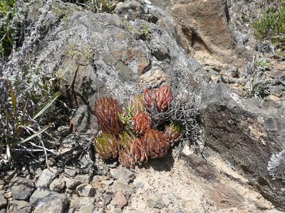 790,SA,Haworthia coarctana.JPG