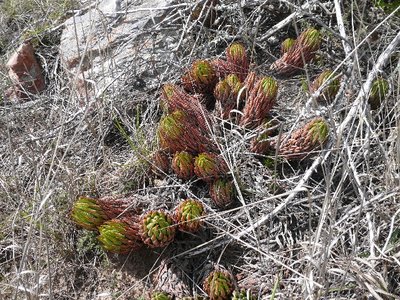 843,SA,Haworthia reinwardtii.JPG