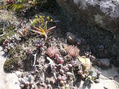 851,SA,Haworthia doldei !! Senecio.JPG