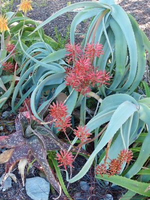 Aloe flexifoliata (600x800).jpg