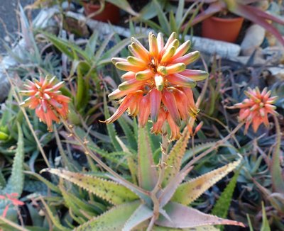 Aloe heybiensis Blüten (800x651).jpg