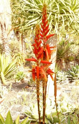 Aloe hofstatterii Blüte (512x800).jpg