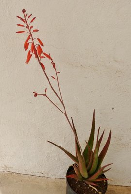 Aloe madecassa (540x800).jpg