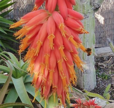 Aloe rubroviolacea.jpg