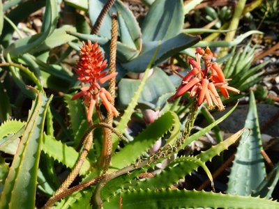 Aloe scorpioides (800x600).jpg