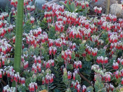 Kalanchoe fedtschenkoi (800x600).jpg