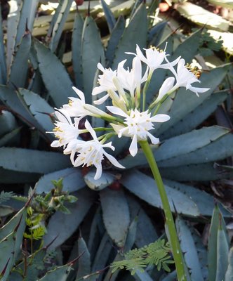 Pancratium canariense (664x800).jpg