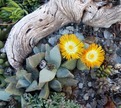 Pleiospilos nellii mit Blüten (800x720).jpg