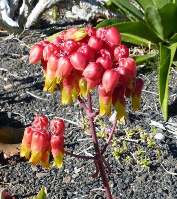 Kalanchoe Madeira, Blüte (712x800).jpg