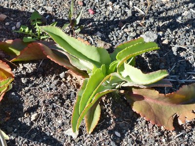 Kalanchoe Madeira (800x600).jpg