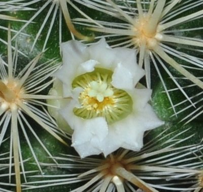 Mammillaria 025.JPG