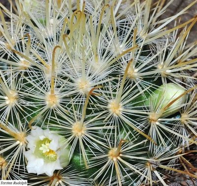 Mammillaria 019.JPG