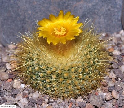 Parodia 025.JPG