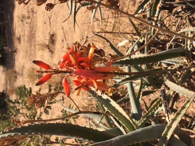 Aloe unbekannt, Kenia,7.3.18 (480x640).jpg