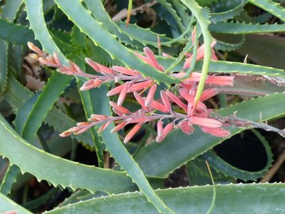 Aloe acutissima v.itampolensis, Blüten (600x800).jpg