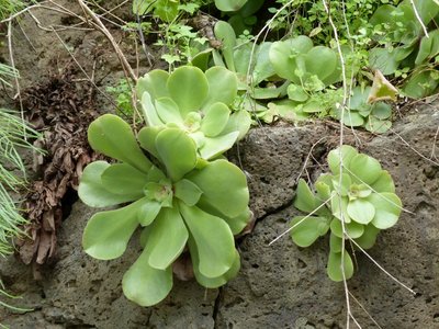 Aeonium virgineum  (800x600).jpg