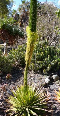 Agave leopoldii, Blüte (417x800).jpg