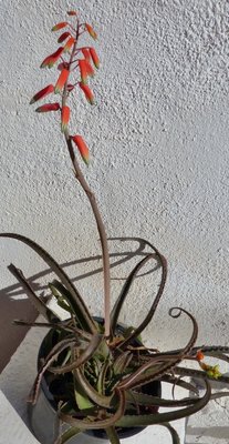 Aloe belavenokensis (414x800).jpg