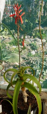Aloe beveroana (336x800).jpg