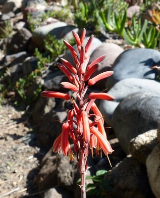 Aloe isaloensis 4 (645x800).jpg