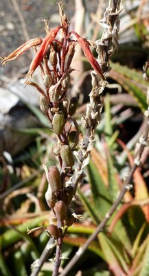 Aloe lavranosii, Früchte (434x800).jpg