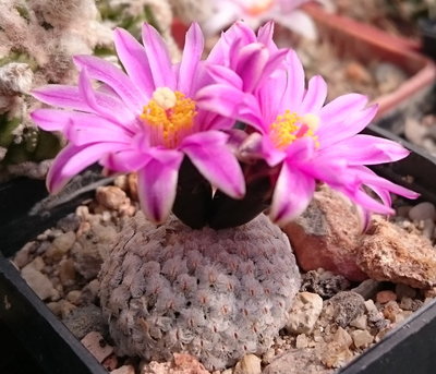 Turbinicarpus valdezianus