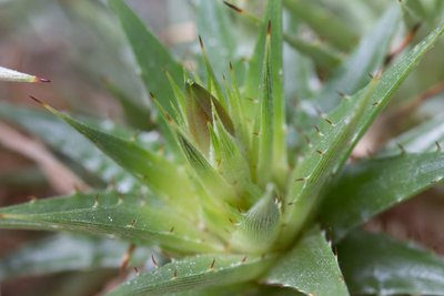 Deuterocohnia lotteae b.jpg