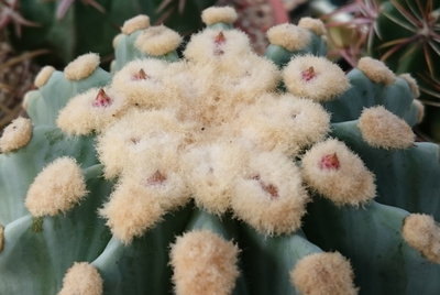 Ferocactus glaucescens f. inermis