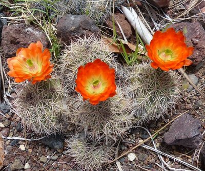 Echinocereus trigl. v. mojavensis (800x668).jpg