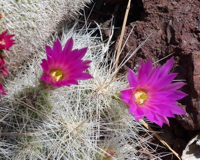 Echinocactus longisetus, Blüten (800x639).jpg